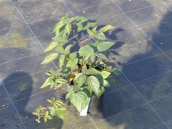 Pflanze ungestäbt, Beispiel